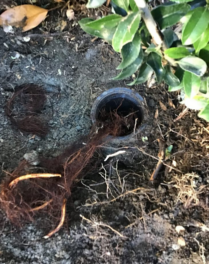 Tree root intrusion in a sewer.